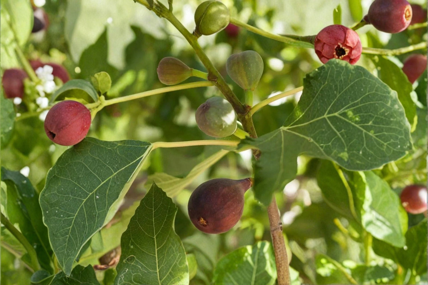 Fignomenal Fig Live Starter Plant – Ficus carica 'Fignomenal' – Edible Fruit Tree for Garden or Container Cultivation