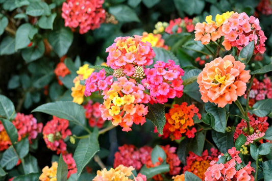 Lantana Camara Plant – Colorful Flowering Shrub for Garden, Attracts Pollinators, Easy Care, Full Sun, Outdoor Plant