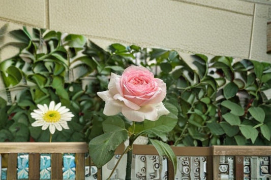 Mona Lisa Rose Live Plant – Fragrant, Disease-Resistant Garden Rose – Rosa ‘Mona Lisa’ for Patio and Garden