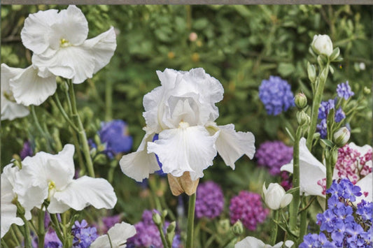 Immortality Iris Live Plant – White Bearded Iris Perennial – Hardy Garden Flower – Iris germanica