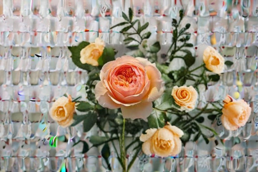 Masora Rose Live Plant – Fragrant Japanese Repeat Blooming Rose – Rosa Masora for Garden or Indoor Decor