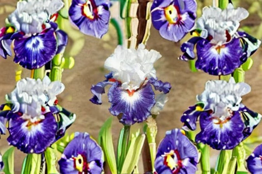 Gypsy Lord Iris Live Plant – Violet White Bearded Iris Perennial – Hardy Garden Flower – Iris germanica