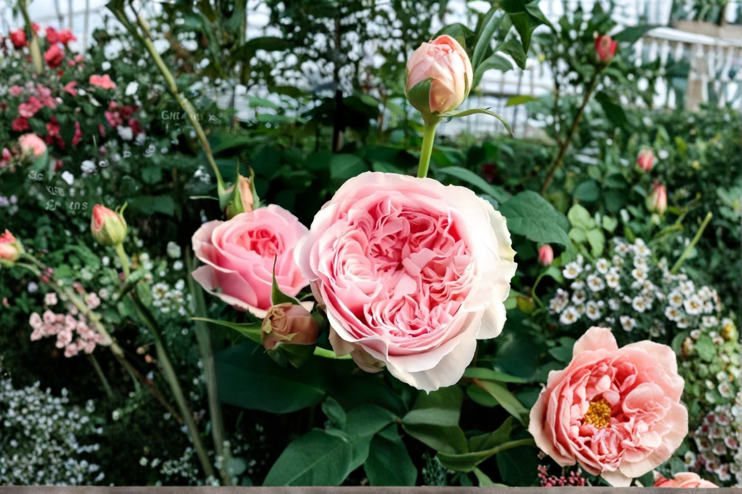 Senlitsu Rose Live Plant – Japanese Garden Rose – Own Root Hardy Shrub with Vibrant Blooms – Rosa spp.