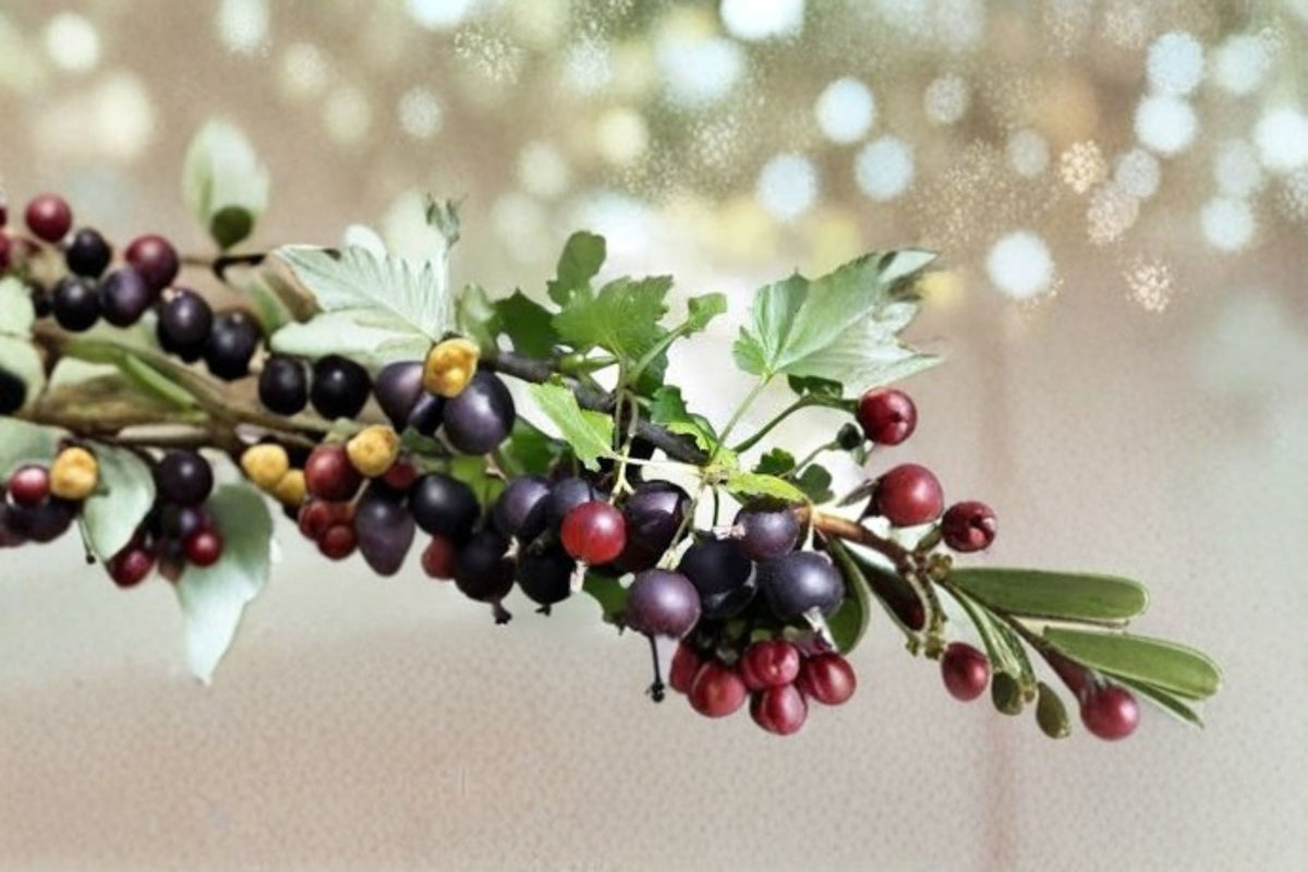 Jostaberry Live Plant - Rooted Starter - Thornless Gooseberry Currant Hybrid - Ribes × nidigrolaria - USDA Zones 3–8
