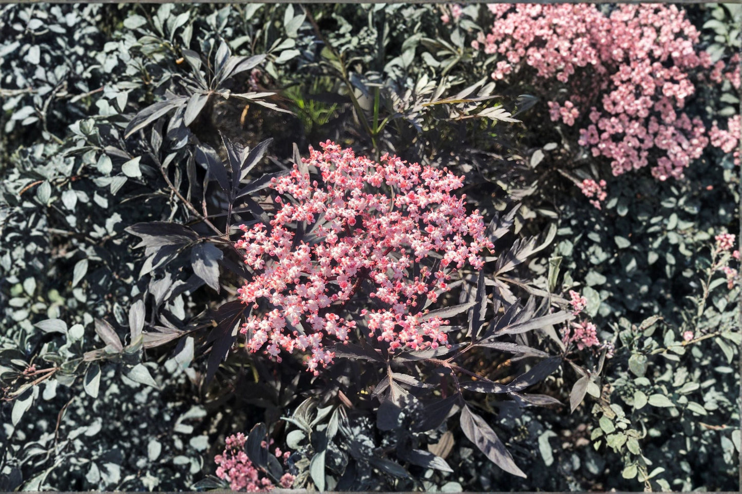 Black Lace Elderberry Live Shrub – Quart Pot – Sambucus nigra with Pink Flowers – Ornamental Garden Plant