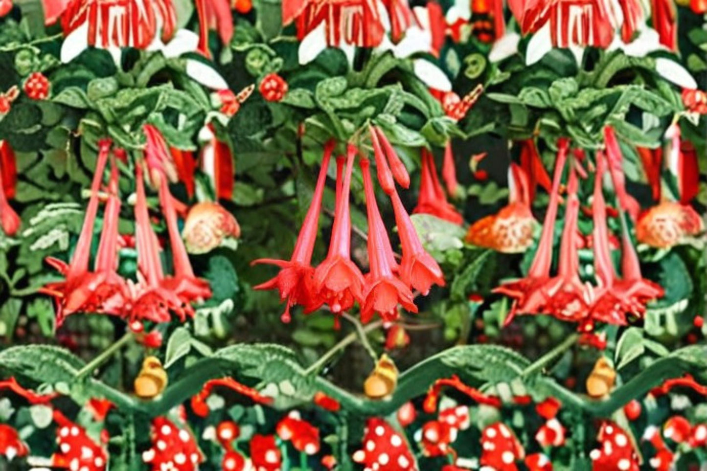 Fuchsia Gartenmeister 1 Plant – Fuchsia hybrida, Vibrant Blooms, Trailing Foliage, Butterfly and Hummingbird Attractant