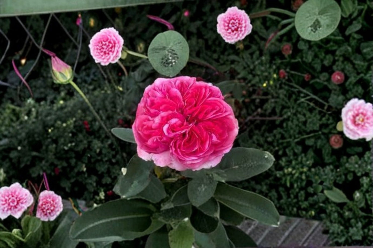 Pink Rose Live Plant – 1.5 Gal Love's Me Love's Me Not Rose in Container, Vibrant Bloom, Garden or Patio Plant