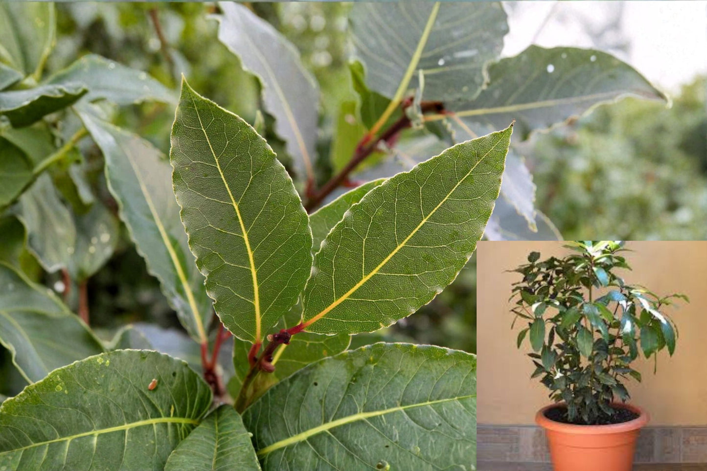 Bay Laurel Plants Set of 1, 2, or 3 – Laurus nobilis Aromatic Herb for Culinary & Garden Decoration
