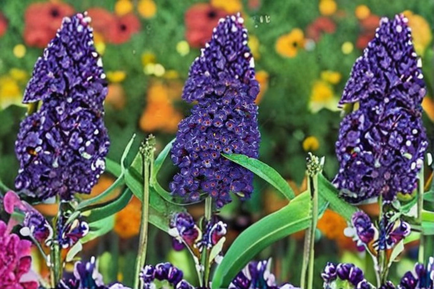 Black Knight Butterfly Bush Live Plant – Purple Buddleia Shrub – Fragrant Butterfly-Attracting Blooms – Buddleja davidii