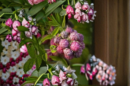 Mysore Raspberry Live Plant – Rubus niveus Fruiting Shrub for Home Gardens and Small Farms