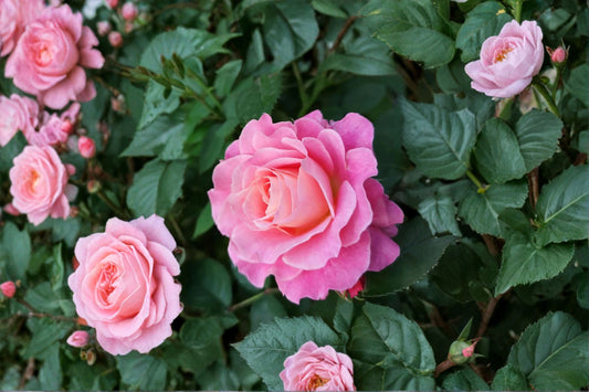 Neptune King Terrazza Rose Live Plant – Fragrant Balcony Rose – Compact Outdoor Rose – Rosa ‘Neptune King’