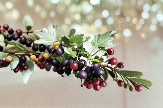 Jostaberry Gooseberry Currant Hybrid Live Plant – Ribes nidigrolaria – Zones 3-8 Fruit Plant