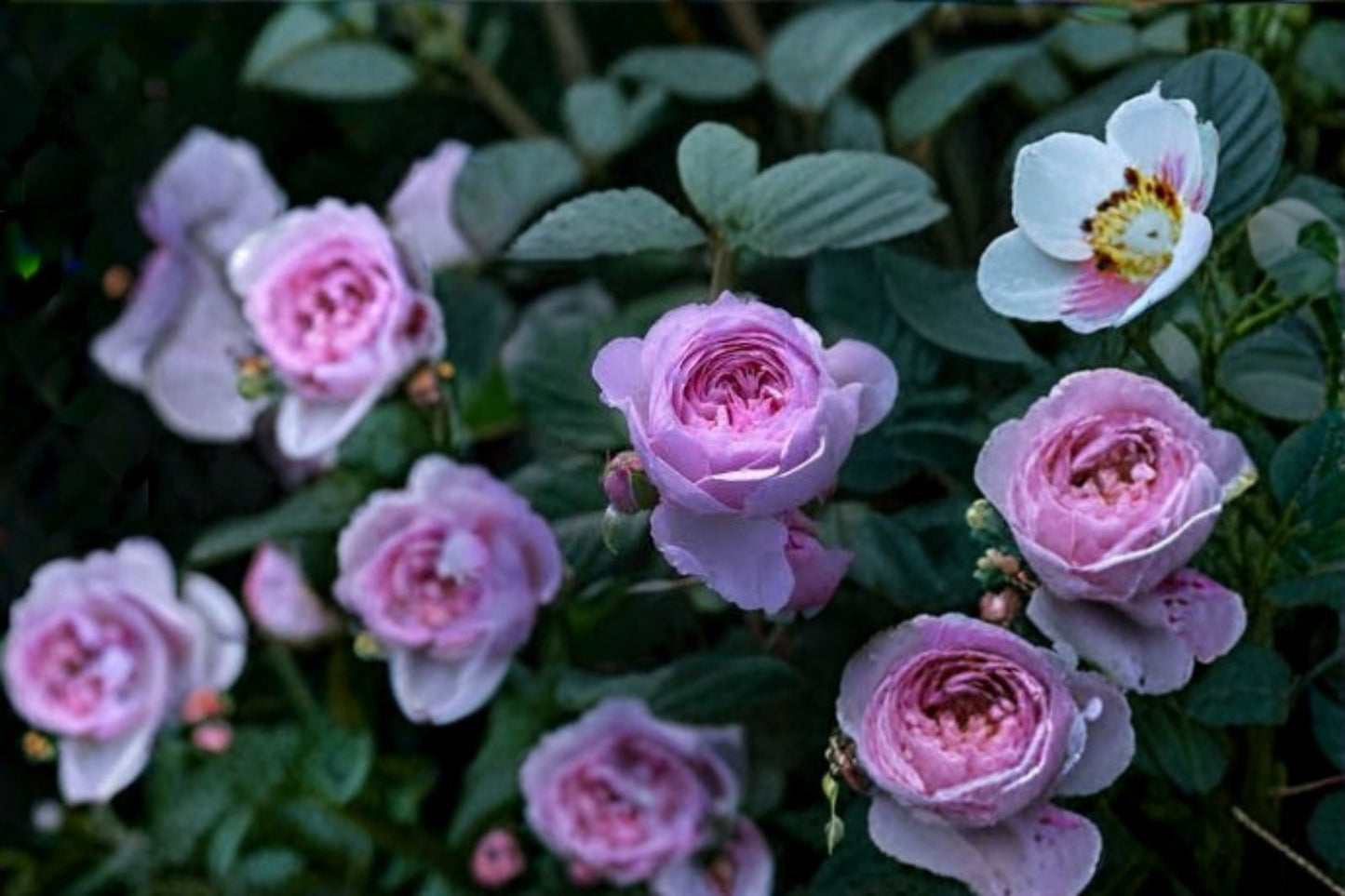 Rainy Blue Climbing Rose Live Plant – Repeat Blooming Blue Purple Rose for Garden Trellises and Walls