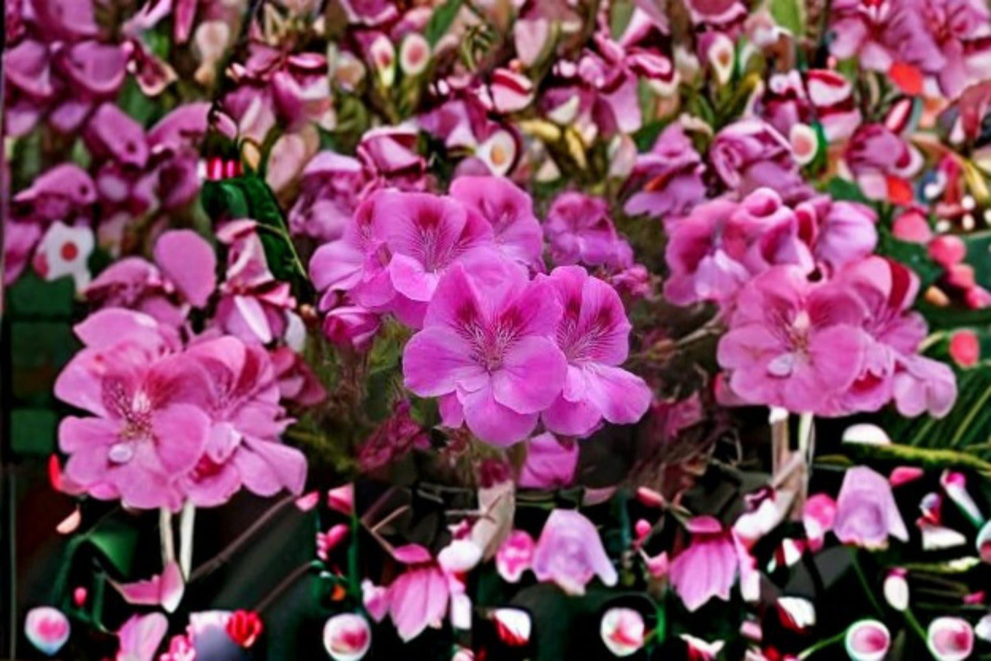 Regal Geranium Cutting – Pelargonium × domesticum – Vibrant Ruffled Blooms, Green Foliage, Easy Care Outdoor Plant