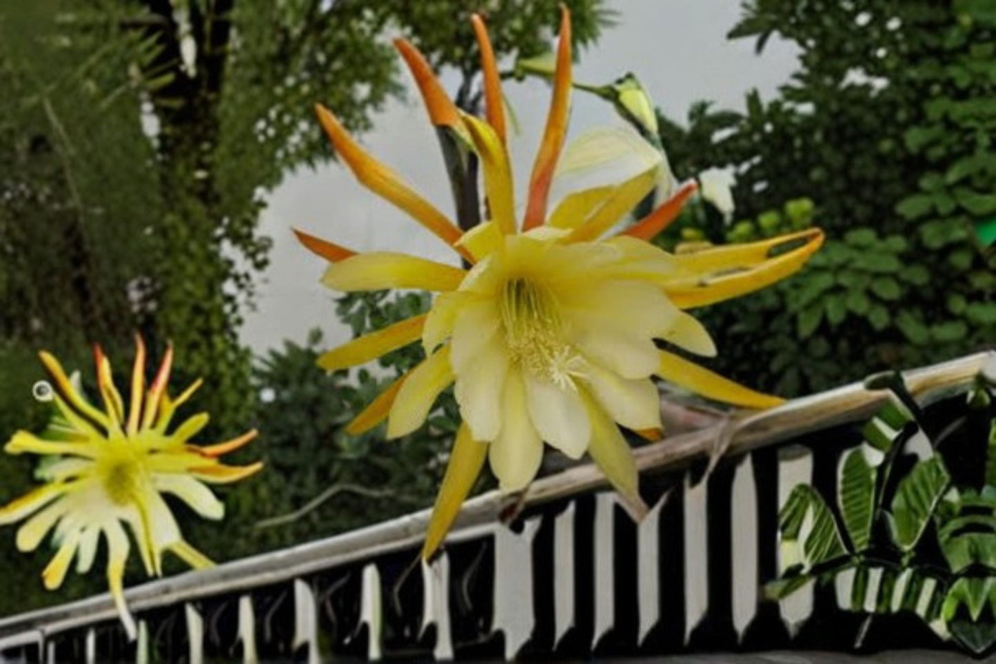 Epiphyllum Kings Ransom Cutting – Epiphyllum spp. – Vibrant Showy Blooms – Epiphytic Cactus Plant for Indoor & Outdoor Gardening