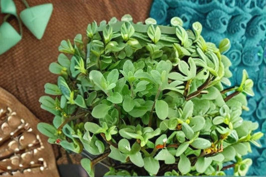 Marjoram Plant – Origanum majorana – Aromatic Herb for Cooking & Herbs – Fresh Indoor or Garden Herb Plant