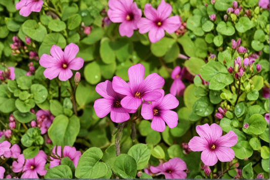 Magenta Oxalis Brasiliensis Bulbs – Shamrock Ground Cover, Vibrant Pink Leaves, Container & Border Plant, 30 Bulbs