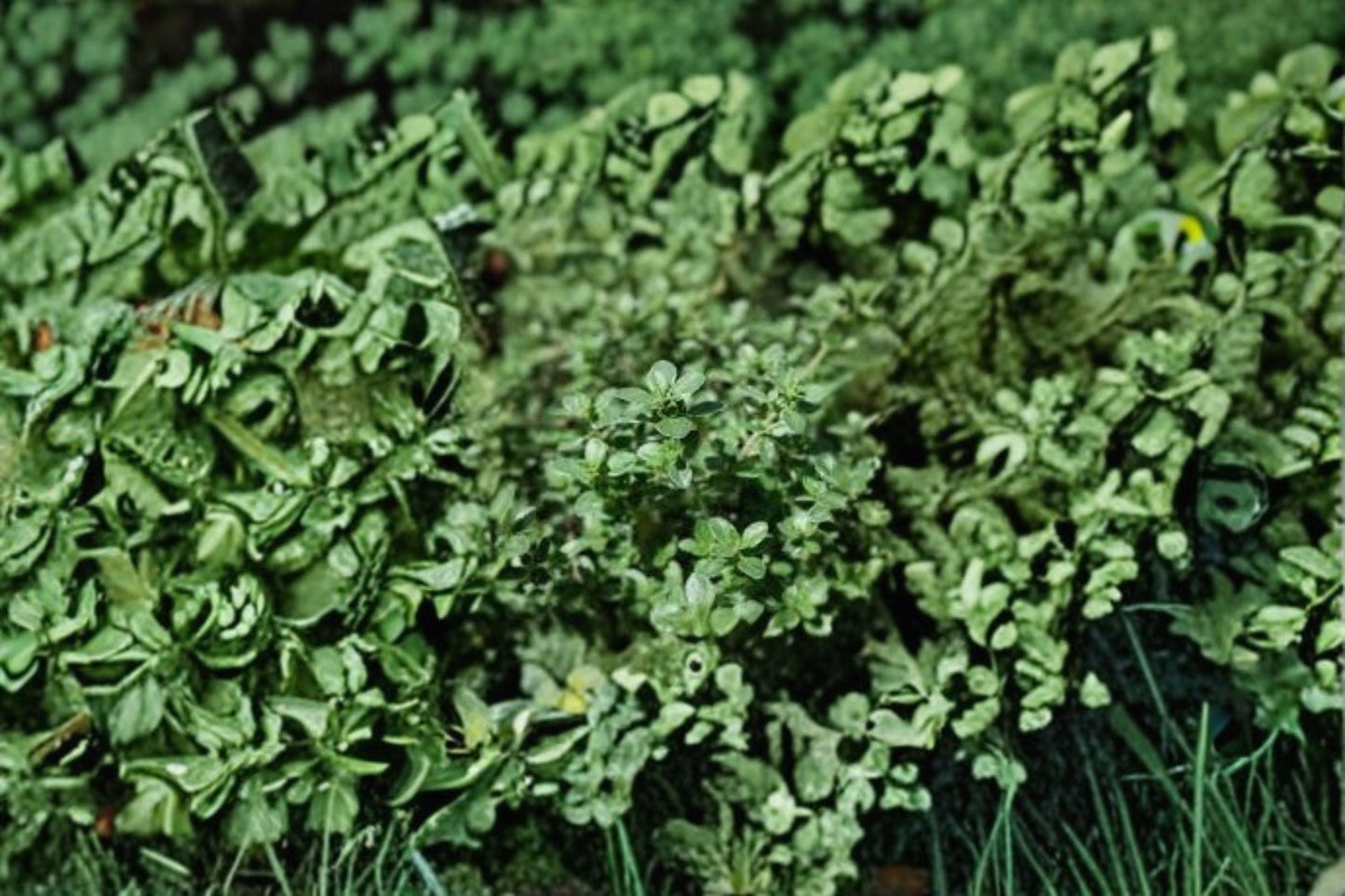 Silver Thyme Plant – Thymus vulgaris ‘Argenteus’ – Aromatic Herb with Silvery-Green Foliage for Gardens & Containers
