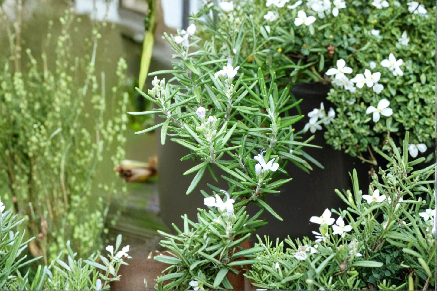 Trailing Rosemary Live Starter Plant – Rosmarinus officinalis 'Prostratus' – Herb, Fragrant, Cascading Growth, Container or Garden Bed