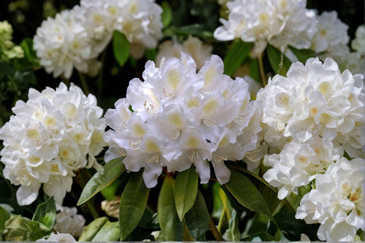 Great Laurel Rhododendron Live Bare Root Plant – Rhododendron maximum, Hardy Shrub with White Flowers for Shade Gardens