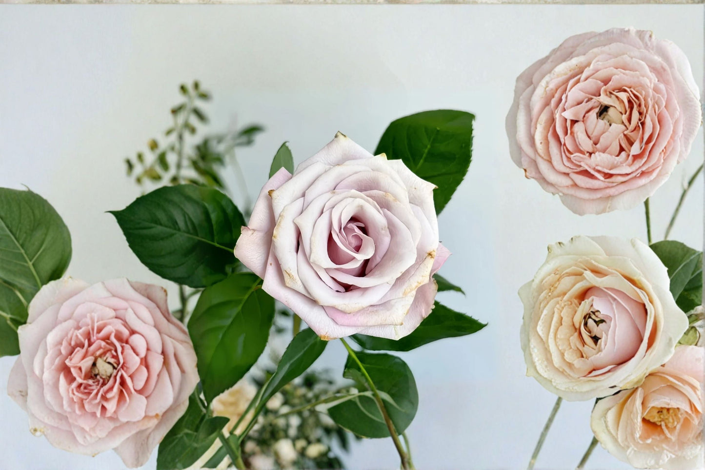 Wild Moss Rose Live Plant – Dusty Pink Brown Garden Rose – Echeveria ‘Moss Rose’ – Succulent Ground Cover