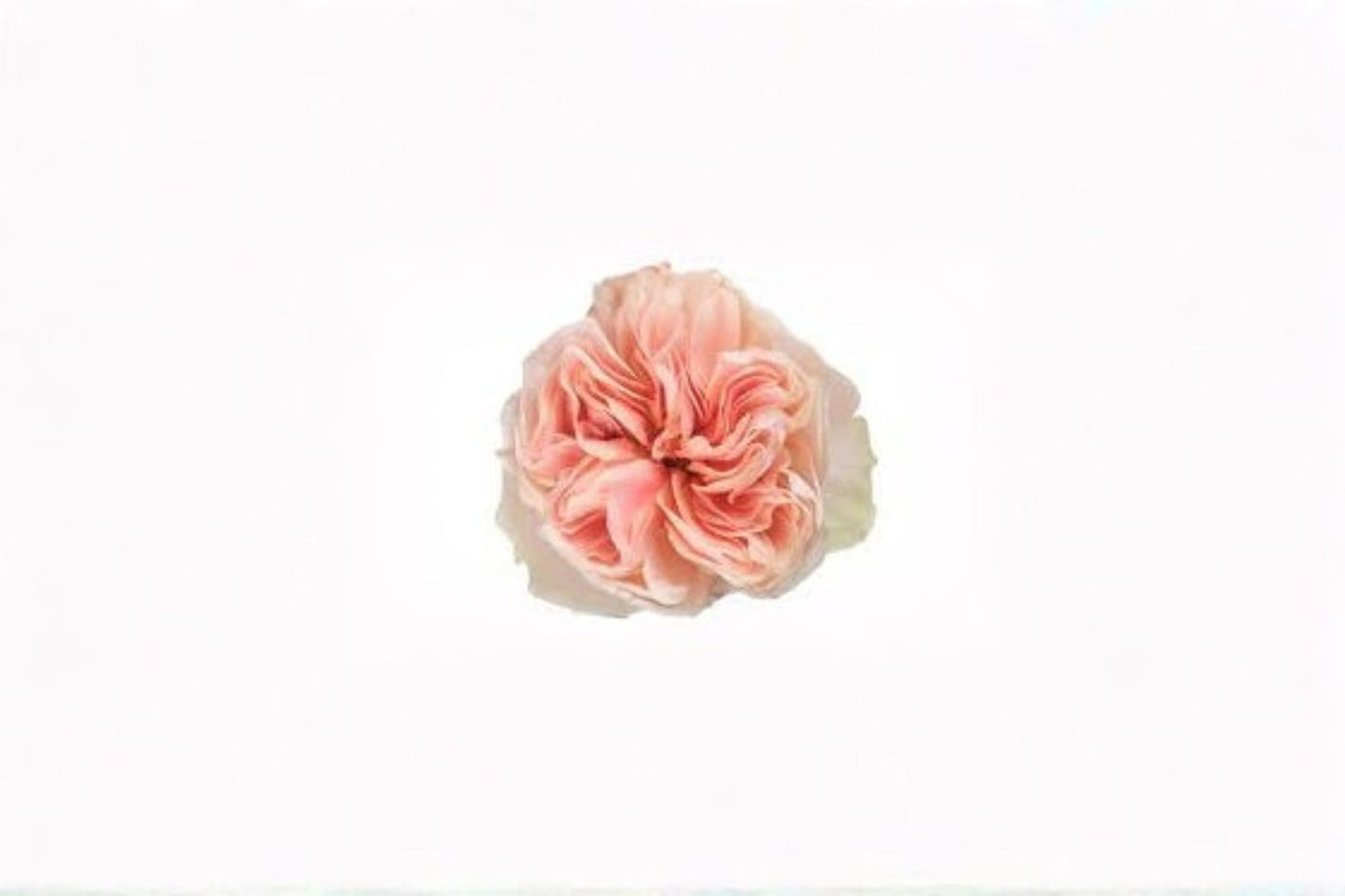 Tip Top Rose Live Plant – Garden Rose with Vibrant Blooms – Rosa ‘Tip Top’ for Outdoor Garden, Flowering Rose Plant