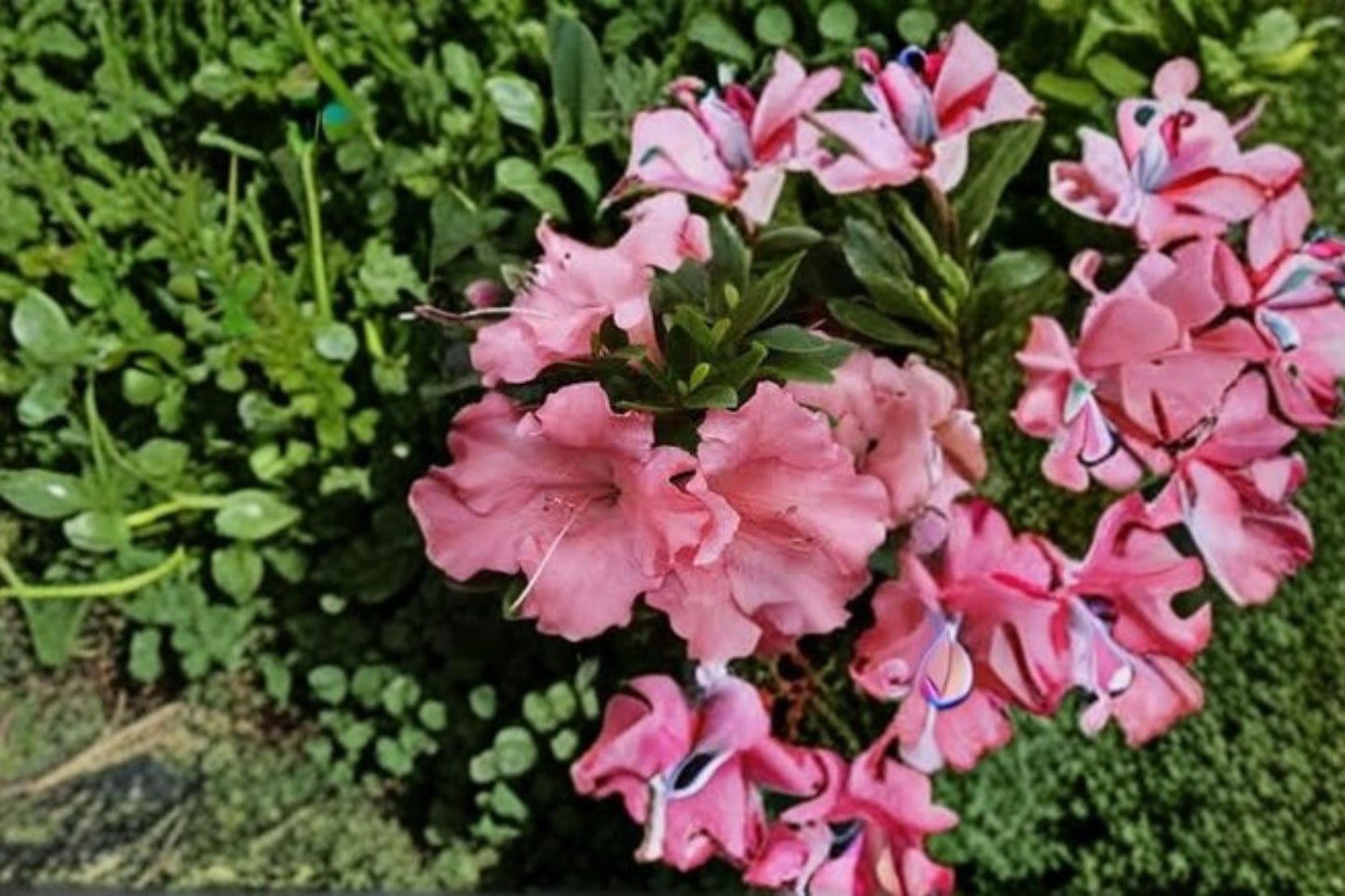 Pink Gumpo Dwarf Azalea Live Starter Plant – Rhododendron Evergreen Shrub for Garden and Container Landscaping