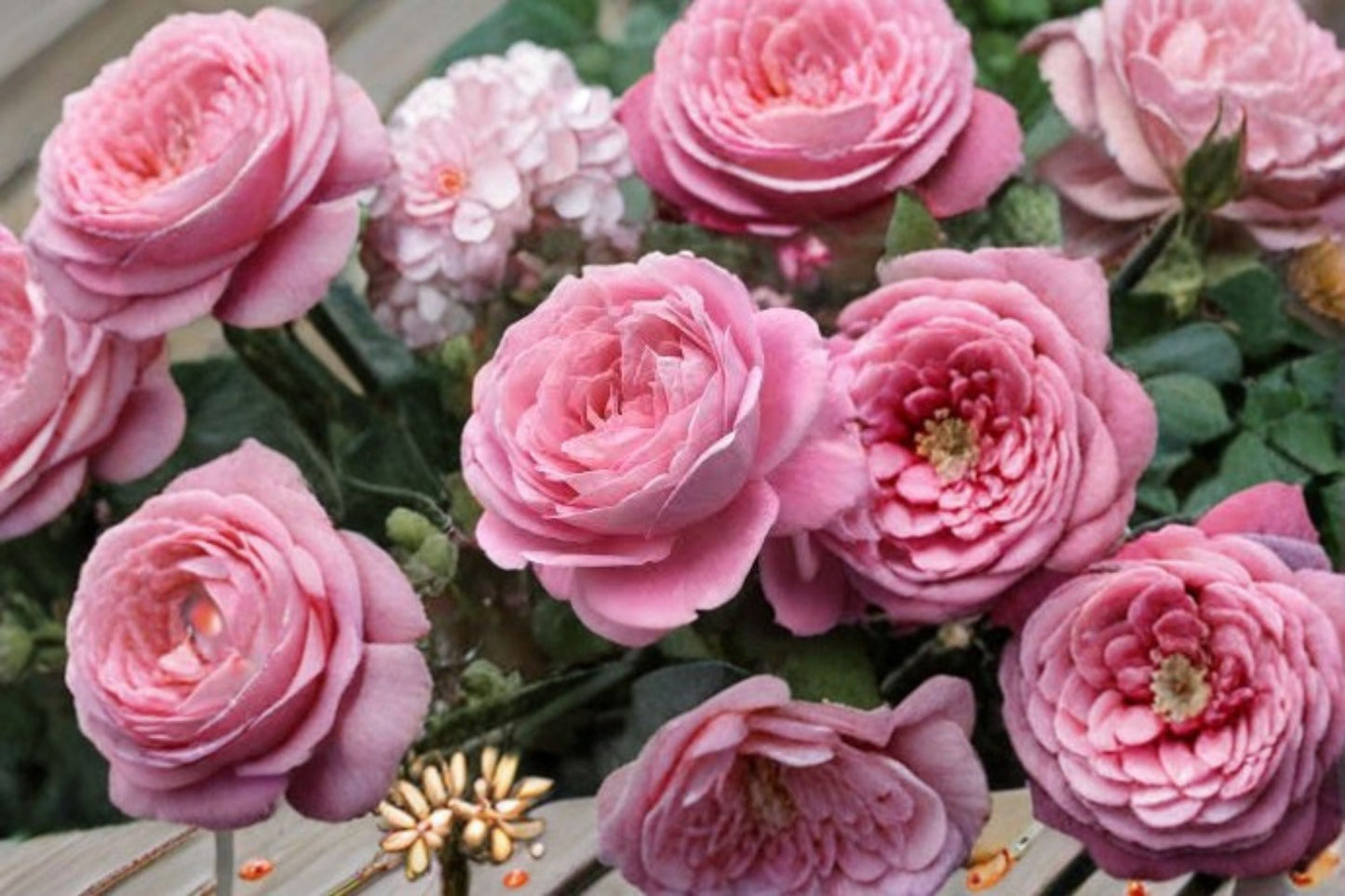 Summer Romance Rose Live Plant – Pink Floribunda Rose in 1.5 Gal Container, Vibrant Blooms, Fragrant, Garden Flower, Rosa hybrid