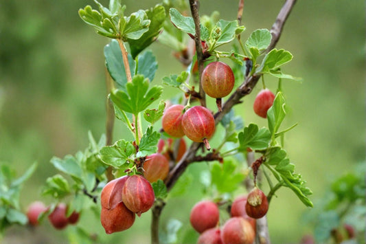 Jahns Prairie Gooseberry Live Rooted Starter Plant – Ribes ‘Jahns Prairie’ – Hardy Shrub for Zones 3-8