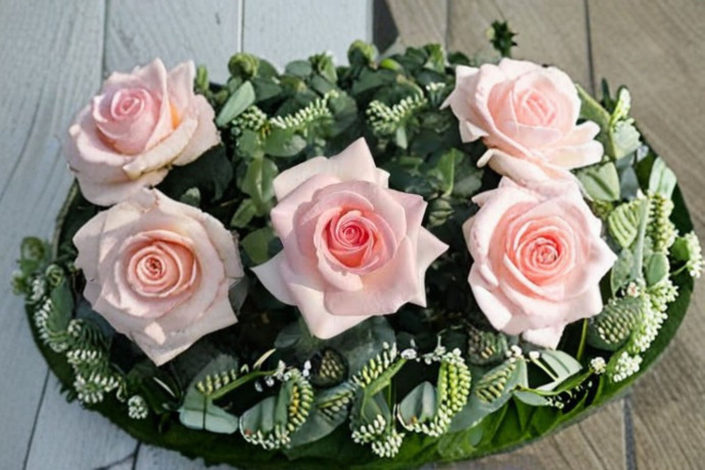 Prince Jardinier Rose Live Plant – Large Bloom Garden Rose – Vibrant Flowering Shrub – Rosa ‘Prince Jardinier’