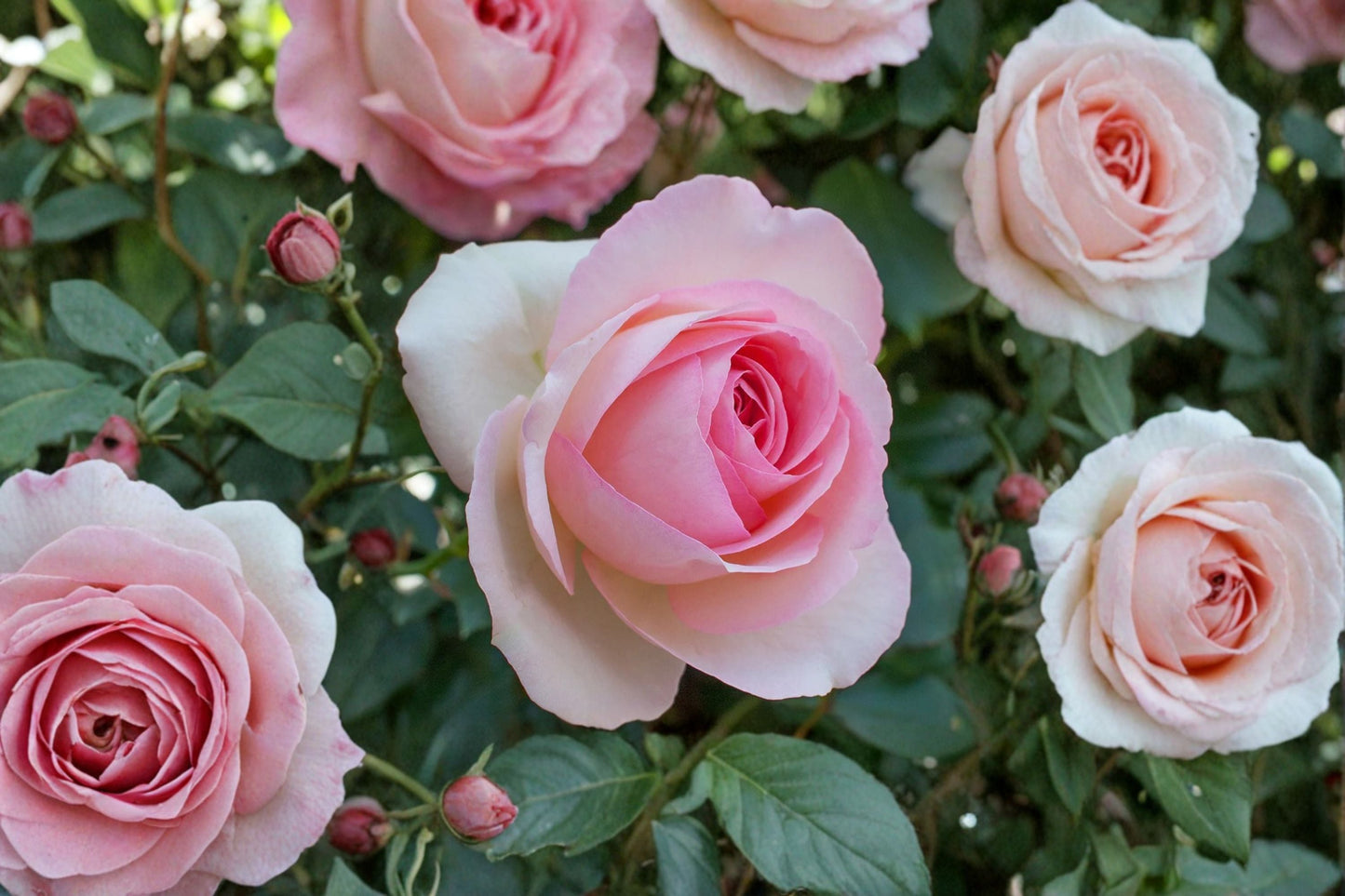 Eden Climbing Rose Live Plant – 1.5 Gal Pink Rose for Garden, Trellis, Fences Rosa 'Eden'