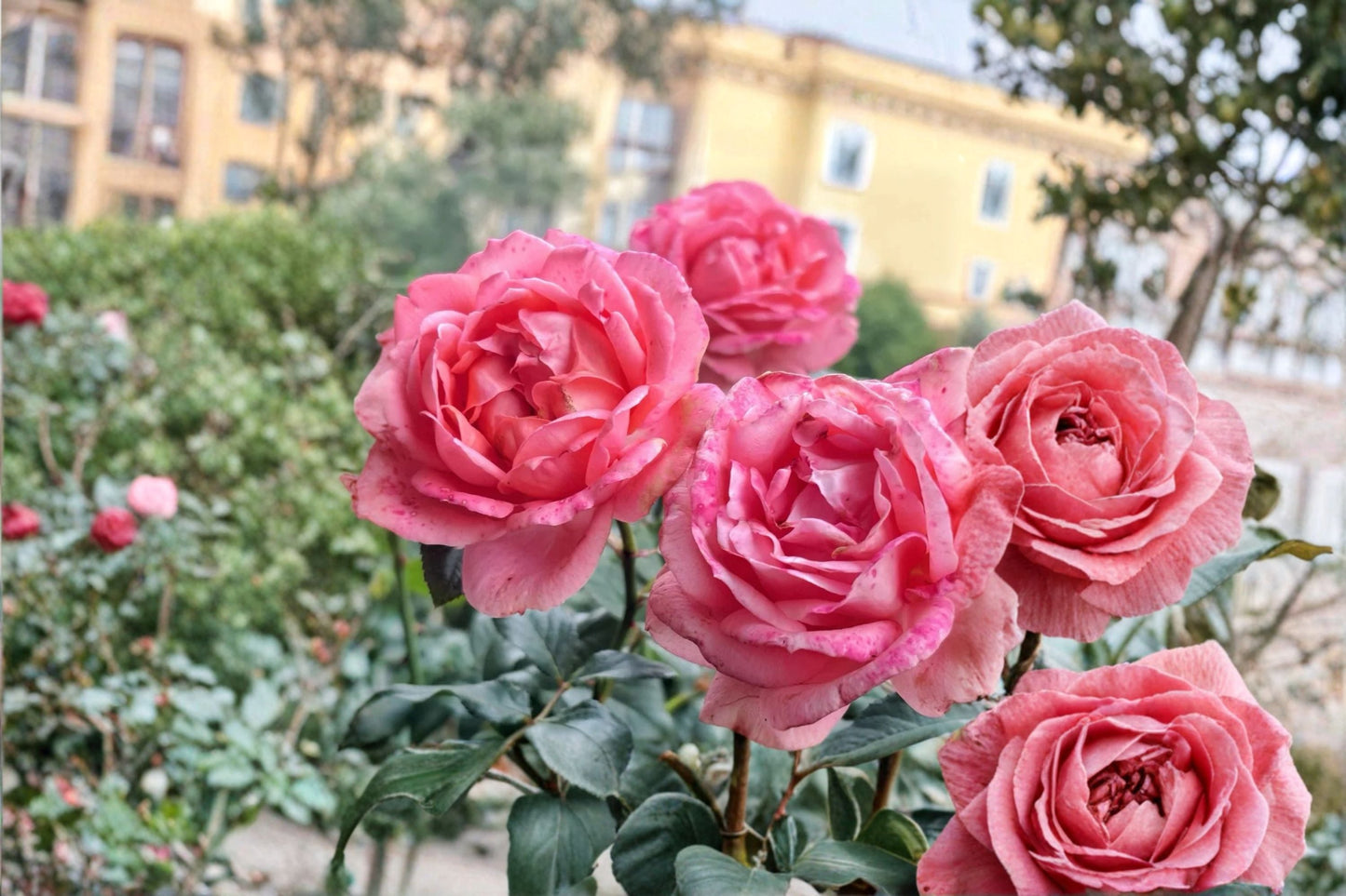 Bijou Corail Rose Live Plant – Deep Pink Garden Rose – Delbard Rose Variety for Outdoor Garden, Fragrant and Vibrant Blooms