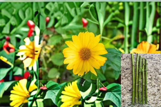 Mexican Sunflower Cuttings – 5 Pack – Tithonia diversifolia – Bright Orange Blooms, Butterfly Attractant, Fast-Growing Perennial Plant