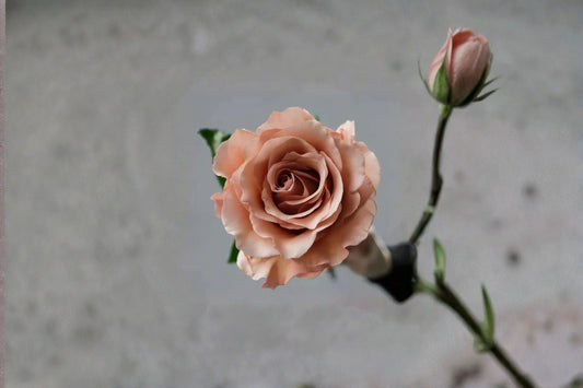 Moab Rose Live Plant – Vintage Apricot Brown Garden Rose with Fragrant Blooms – Lush Foliage, Easy Care, Outdoor Garden Flower