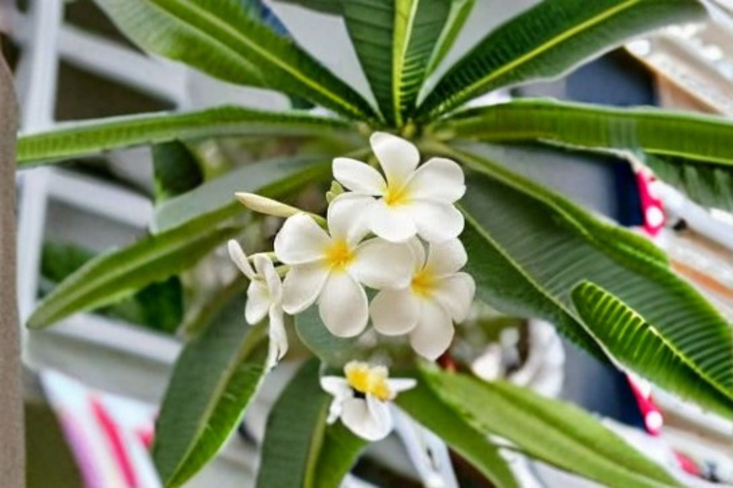 White Plumeria Cutting – Fragrant Tropical Flowering Plant – Plumeria rubra