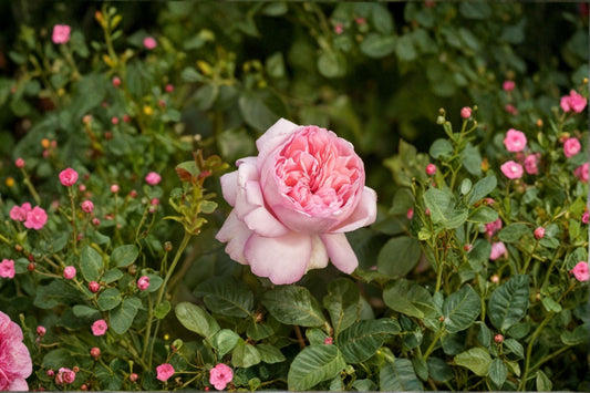 Mauritia Tantau Rose Live Plant – Fragrant Peach Pink Garden Rose – Vibrant Blooms for Outdoor Garden