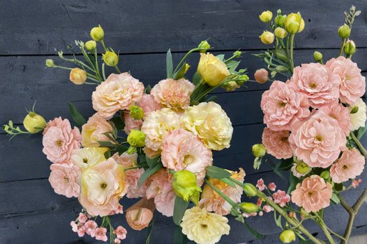 Lisianthus Voyage 1 Plant – Eustoma grandiflorum Flowering Plant with Elegant Rose-Like Blooms