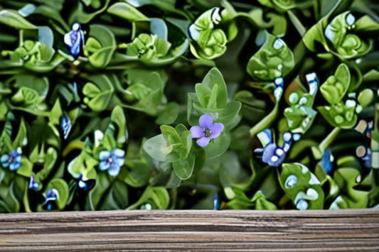Lemon Bacopa Live Plant – Bacopa monnieri Water Garden Plant with Lemon-Scented Foliage for Ponds and Water Features