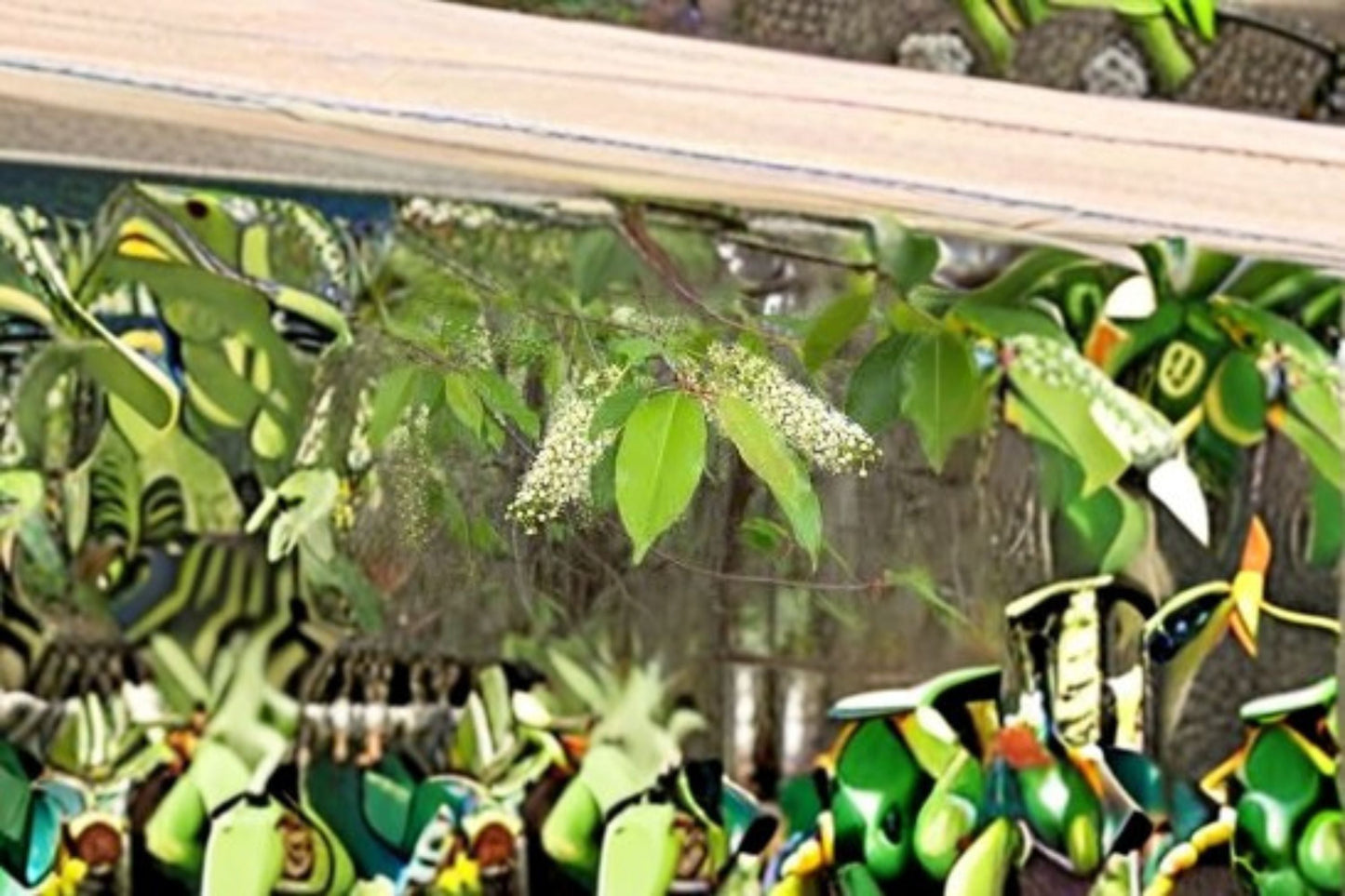 Carolina Cherry Laurel Plant – Evergreen Shrub with Dark Green Leaves – Prunus caroliniana for Landscaping and Hedges