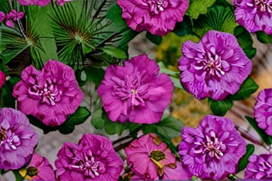Magenta Chiffon Rose of Sharon Live Plants – Pink Hibiscus syriacus, Ornamental Shrub for Garden, Easy Care, Vibrant Blooms