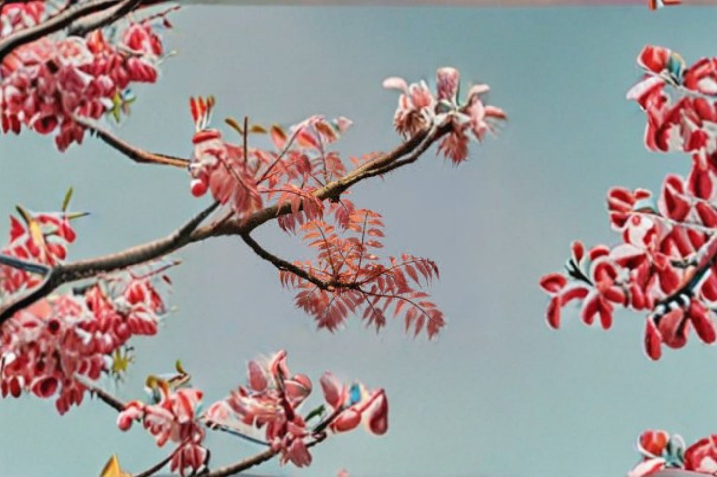 Chinese Toon Seeds – Toona sinensis – Edible Young Leaves & Aromatic Flavor – Garden Tree for Culinary & Ornamental Use