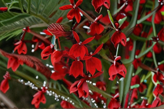Lobelia Starship 1 Plant – Lobelia cardinalis – Vibrant Red Flowers, Pollinator Attracting, Garden Border or Container Plant