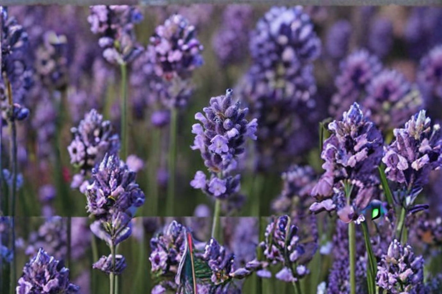 Super Blue Lavender Plant – Lavandula angustifolia ‘SuperBlue’ – Fragrant Blue Flowers for Garden, Landscaping & Containers