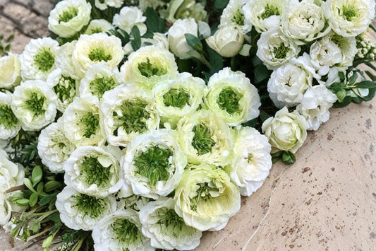Green Heart Rose Live Plant – White Green Center Cut Rose – Unique Garden or Indoor Flower – Rosa ‘Green Heart’