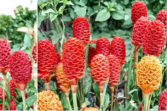 Live Shampoo Ginger Plants – 8–12 Inch Zingiber zerumbet – Tropical Awapuhi with Fragrant Flowers for Garden or Indoor
