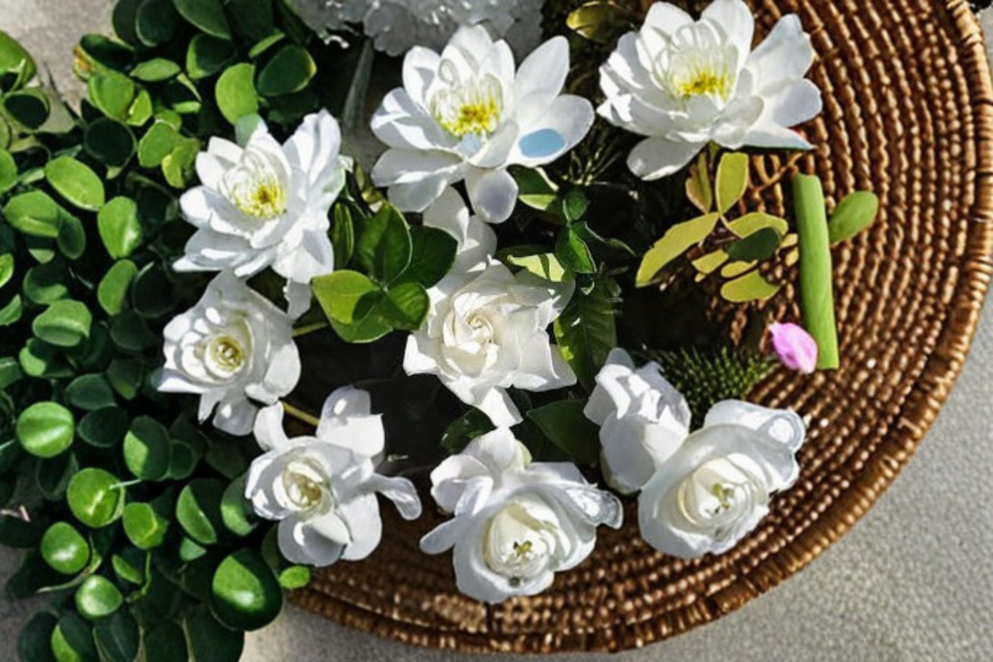 Cape Jasmine Plants – Gardenia jasminoides – Fragrant White Blooms, Glossy Green Leaves, Garden Flowering Shrubs