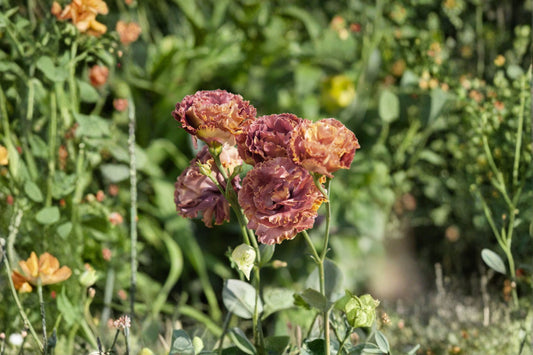 Lisianthus Rosanne Plant – Eustoma grandiflorum – Flowering Garden Plant with Elegant Rose-Like Blooms