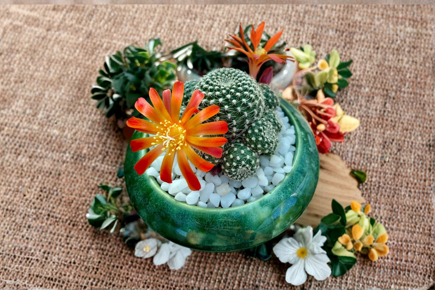 Rebutia Succulent Plant – Salmon Sandwich Variety – Easy-Care Indoor or Outdoor Cactus – Rebutia spp.
