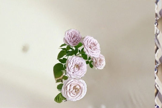 Notre Dame Rose Live Plant – Fragrant Pink Purple Garden Rose – Rosa ‘Notre Dame’ for Outdoor Garden, Flowering, Scented