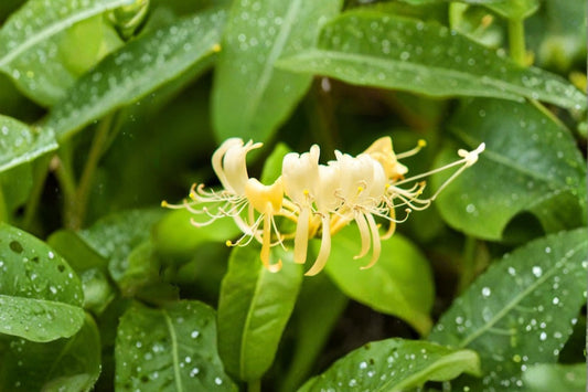 Hall’s Honeysuckle 4 Plants – Lonicera japonica – Fragrant Tubular Flowers, Climbing or Ground Cover, Butterfly and Hummingbird Attractant